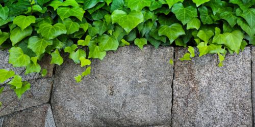 ecobatrenovation-peinture-naturelle